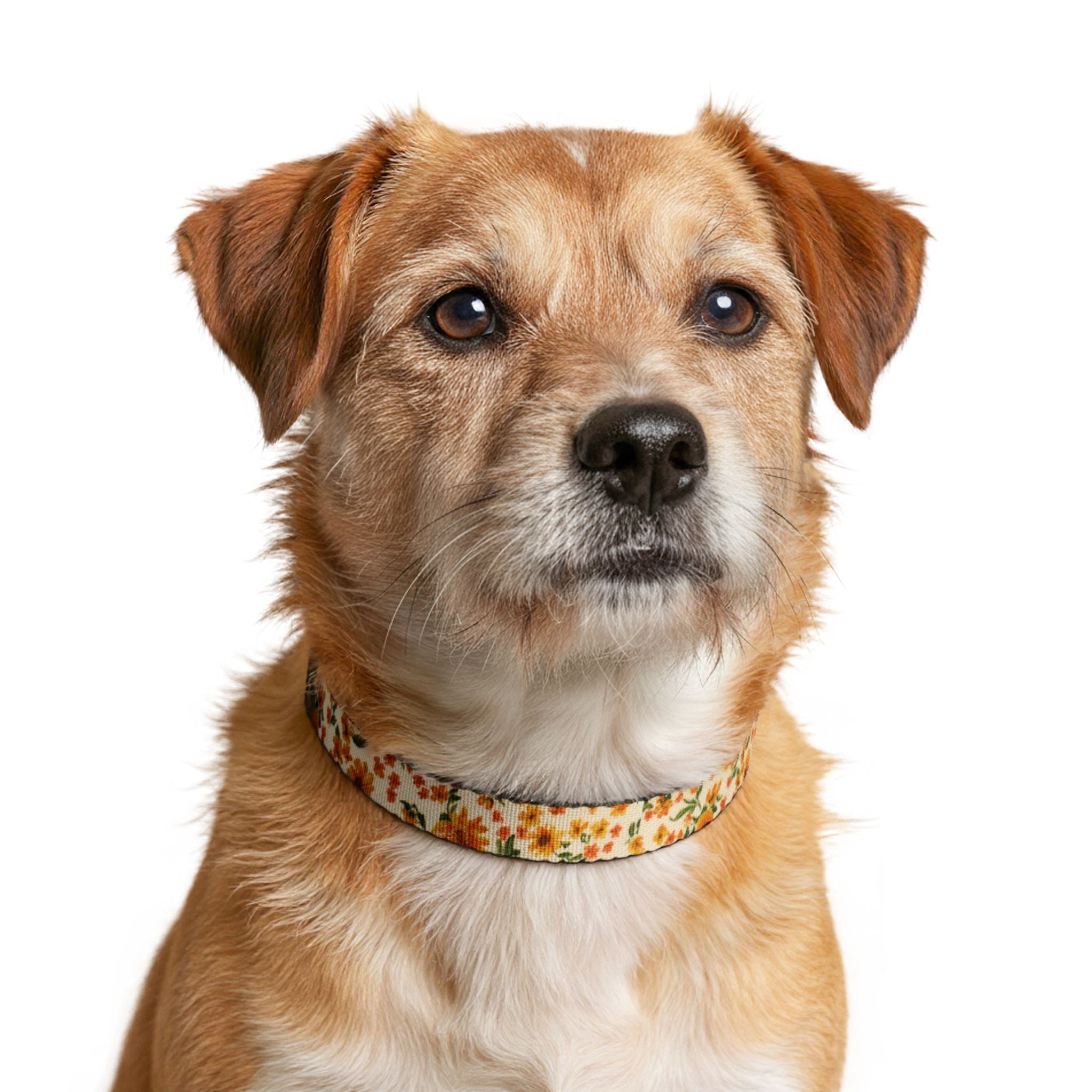 Floral Spring Clip-On Pet Collar — Orange Blossom Pattern