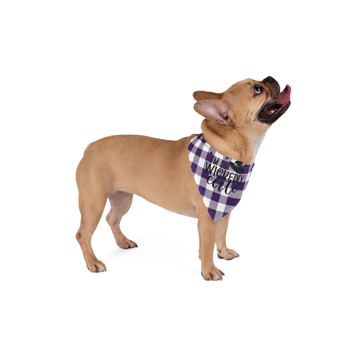 Dog wearing a colorful bandana on a white background