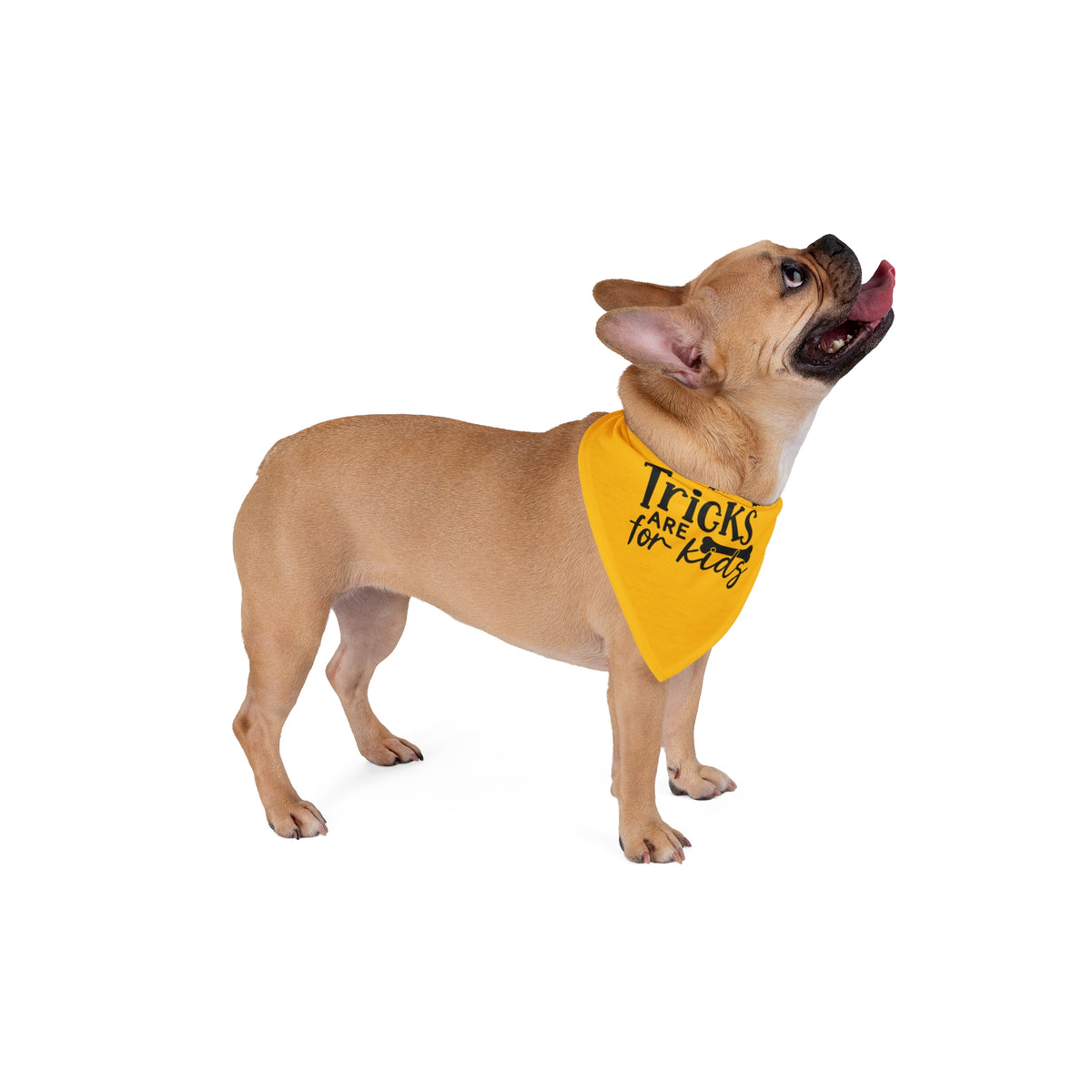 Dog wearing a yellow bandana with 'Fluffy Baby' text on a white background