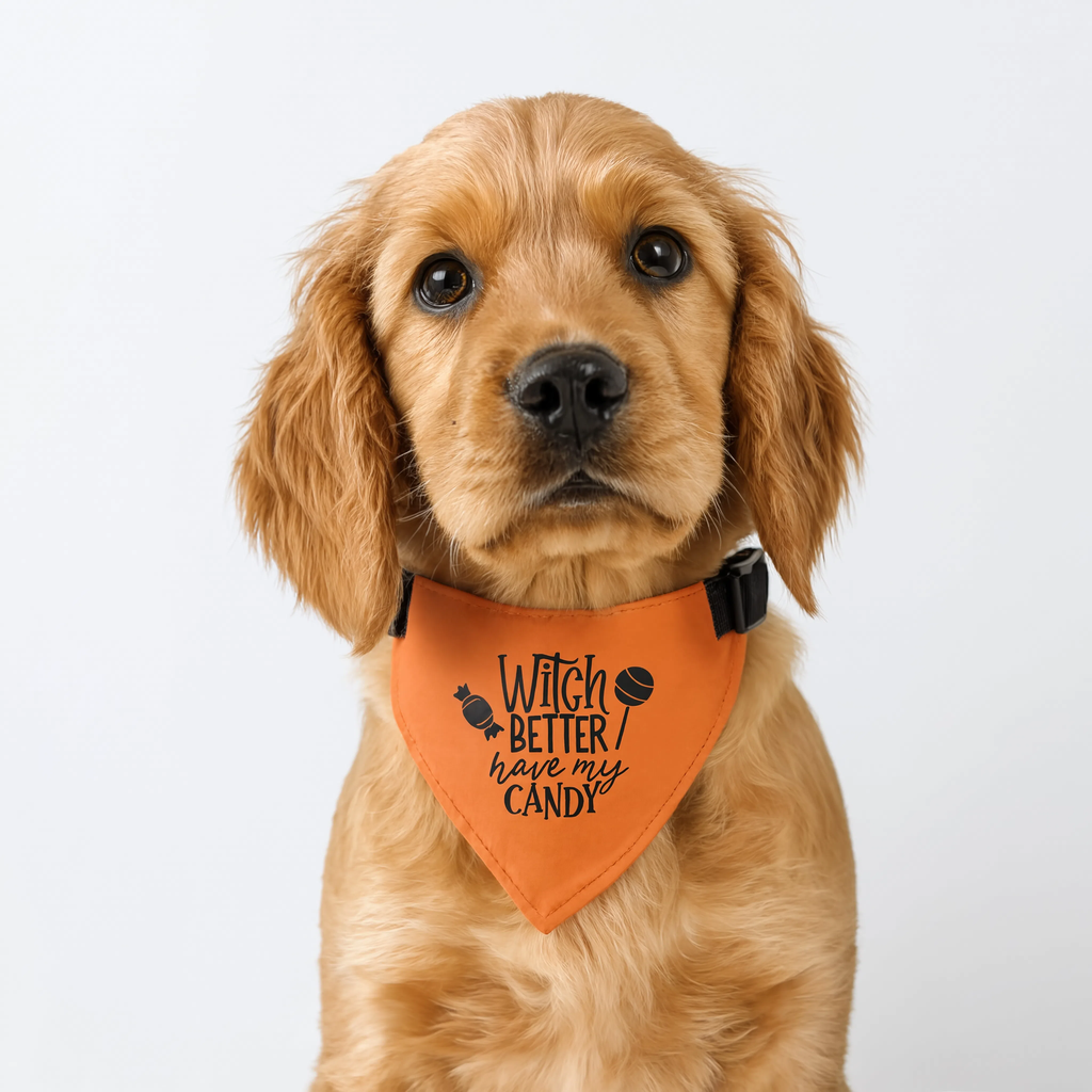 Halloween Clip-On Pet Bandana — "Witch Better Have My Candy" Orange Dog Collar Accessory